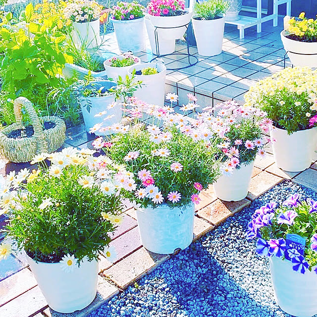 写真付きレビュー 咲く楽ミリオンベル イエロー 花付き苗 3 5号 サントリーフラワーズの通販商品 口コミ情報 Roomclipショッピング