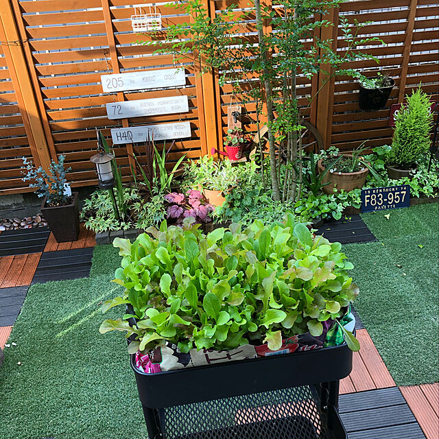ANNAのサカタのタネ-実咲野菜 レタス ガーデンレタスミックス 小袋003035の家具・インテリア写真