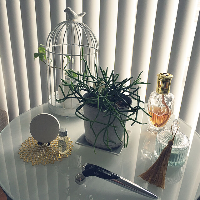 HKSの-リプサリス カスッサ 観葉植物 小さい 室内 サボテン 4号鉢 鉢植え おしゃれ 人気の家具・インテリア写真
