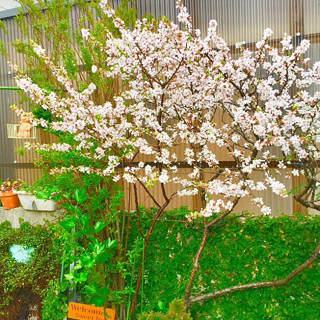 写真付きレビュー 果樹 苗木 花 ユスラウメ 梅桃 鉢植え 赤実 ゆすらうめ 接木 4 5号 直径13 5cm ポット 落葉樹の通販商品 口コミ情報 Roomclipショッピング