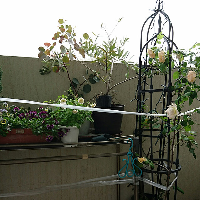 yuuu7712の-バラ苗　デルバールローズ「ナエマ」鉢植えの家具・インテリア写真