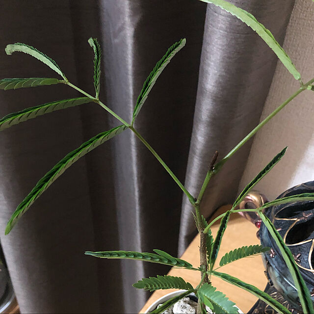 miniの-観葉植物 エバーフレッシュ 3.5号鉢 受け皿付き 育て方説明書付き Cojoba arborea var. angustifolia ネムノキの家具・インテリア写真