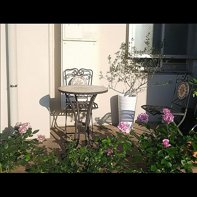 hiromimiの-バラの苗/[送料無料]デルバールローズ：ローズシナクティフ新苗4号鉢植えの家具・インテリア写真