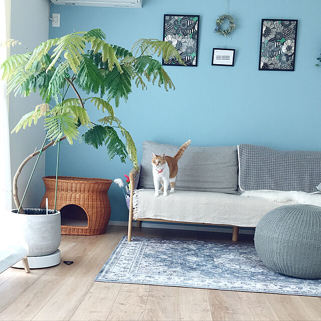 Yのファミリー・ライフ-キャットハウス 2段ベッド ラタン ねこベット ペットベッド 小型犬にもおすすめ ふかふかクッション付き ペットハウスの家具・インテリア写真