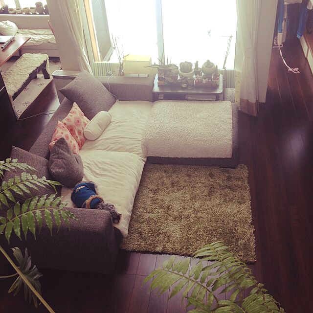 Minoの横浜植木-リュウビンタイ　５号ポット植えの家具・インテリア写真