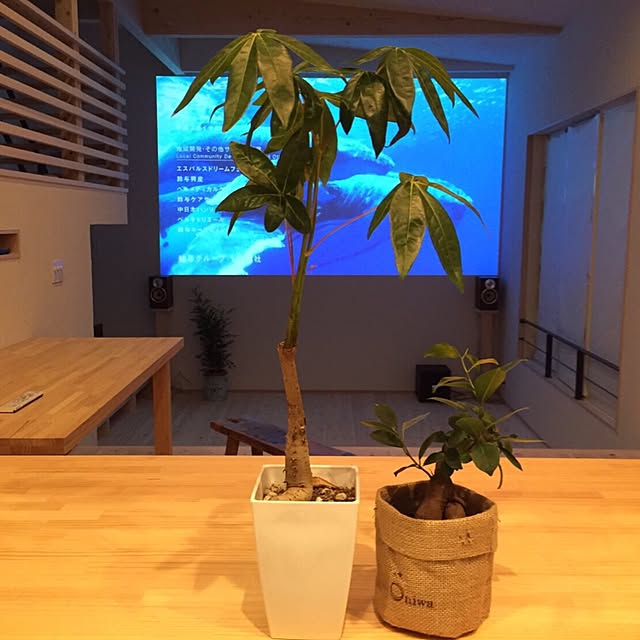 写真付きレビュー 送料無料 選べる おしゃれ 観葉植物 ミニ 幸福をもたらす精霊が住む木 ガジュマルの木 鉢植え インテリア ギフト 誕生日プレゼント 男性 女性 祖父 母 父 定年 退職祝い お祝い お誕生日 がじゅまる 贈り物 新築祝い 引越し祝い 友人 開店祝い 即日