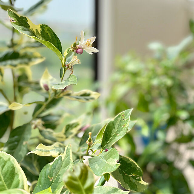 ikkaの園芸ネット-レモン・ミカン・柑橘の肥料500ｇ入り 2個セット[花ごころ]の家具・インテリア写真