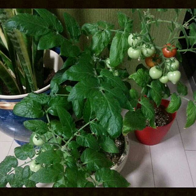 chicaの-ハートの実がなるハートマト栽培セット[種から育てるミニトマトの栽培セット]の家具・インテリア写真