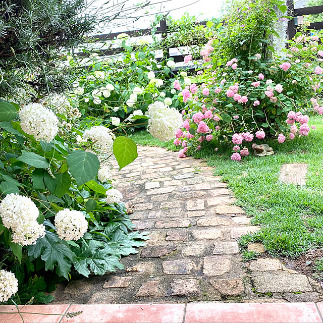 写真付きレビュー 良品庭木 アジサイピンクアナベル15cmポット植えの通販商品 口コミ情報 Roomclipショッピング 写真付きレビュー 良品庭木 アジサイピンクアナベル15cmポット植えの通販商品 口コミ情報 Roomclipショッピング