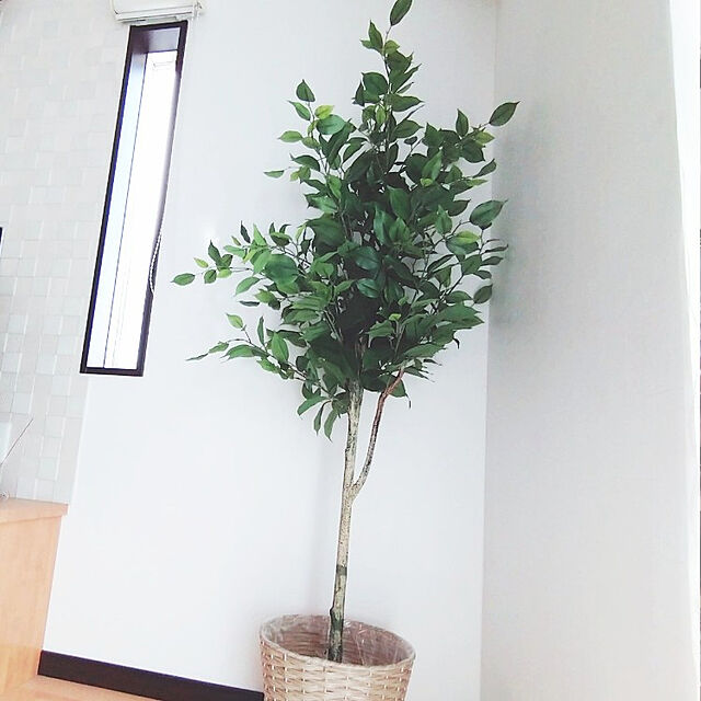 aho51のニトリ-フィカス 160cm  【玄関先迄納品】の家具・インテリア写真