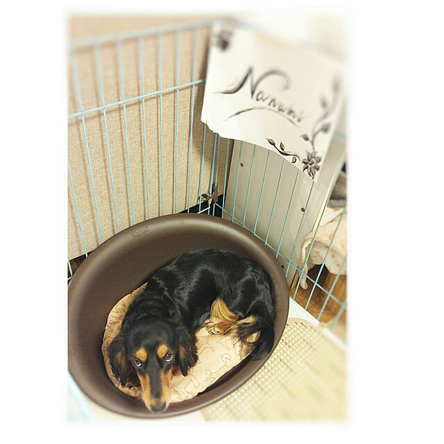 773のリッチェル-リッチェル ペットベッド オーバル M ブラウン ■ ベッド マット 小型犬用 猫用 カドラー ベッド 同梱不可の家具・インテリア写真