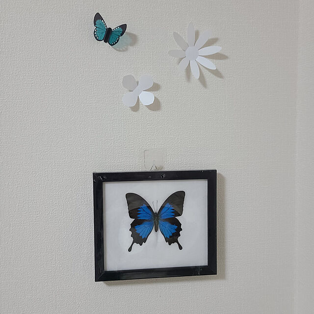 Pandoraの-【あす楽】【宅配便送料無料】昆虫の標本　ディディウスモルフォ　didius blue morpho 世界一美しい蝶の家具・インテリア写真