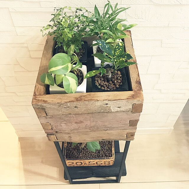 sakuoの無印良品-【ネット限定】リサイクルテラコッタに植えた観葉植物 シェフレラの家具・インテリア写真