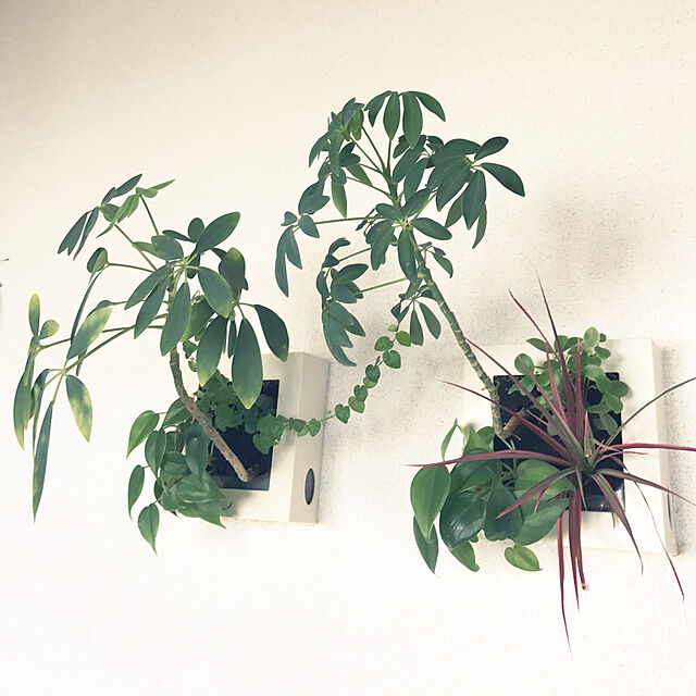 maimaiの-壁掛け観葉植物ミドリエ用交換苗「コンシンネレインボー（赤）」 〜サントリー・トヨタの新提案〜 絵を飾るようにみどりを飾るの家具・インテリア写真