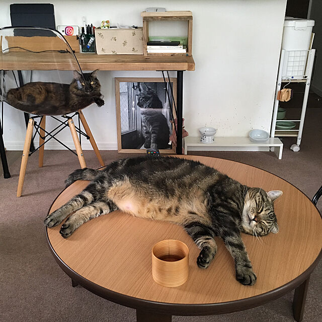mikomaruの-猫壱 脚付フードボウル 猫柄(1コ入)【猫壱】[快適ねこ生活]の家具・インテリア写真