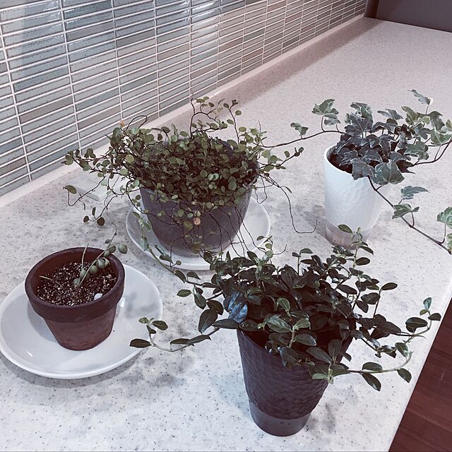 Kumiの-（観葉植物）ぶらりサキュレント　グリーンネックレス　吊り鉢タイプ　鉢色おまかせ　3号（1鉢）（説明書付）【HLS_DU】の家具・インテリア写真