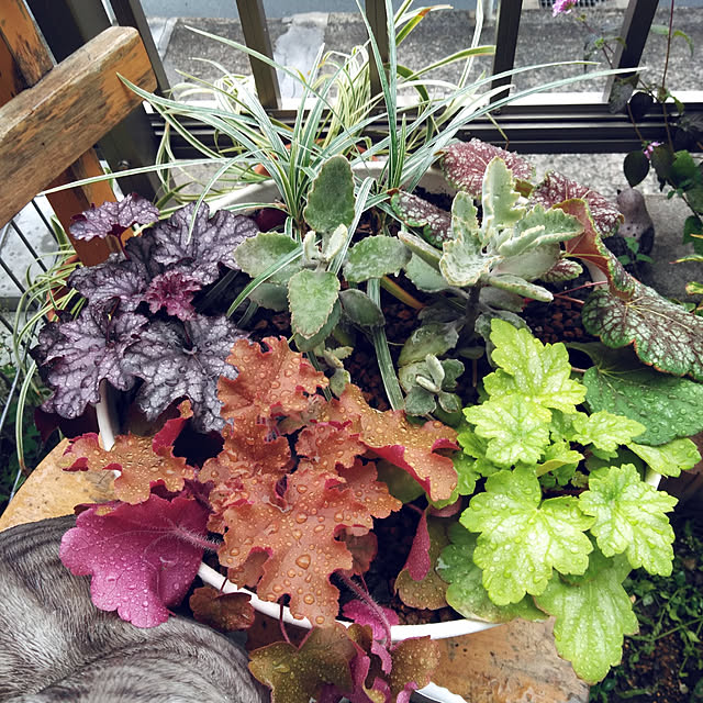 写真付きレビュー 草花の苗 ヒューケラ ドルチェ フローズンマスカット3 3 5号ポットの通販商品 口コミ情報 Roomclipショッピング