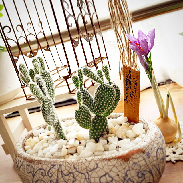 Tenの-バニーカクタス うさぎのサボテン 可愛い インテリア 観葉植物 多肉植物の家具・インテリア写真
