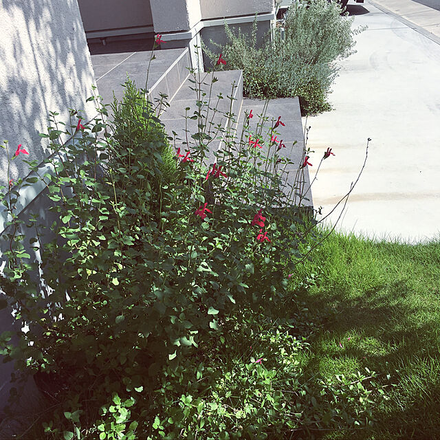 jamの-【当店農場生産】チェリーセージ ホットリップ 紅白咲き9センチポット 耐寒性宿根草で毎年咲く♪の家具・インテリア写真