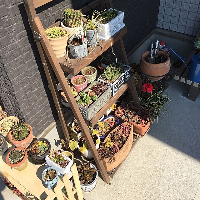 motimotinonikuの-【当店農場生産】多肉植物　センペルビウム　バラ咲き青葉系　7.5センチポット苗の家具・インテリア写真