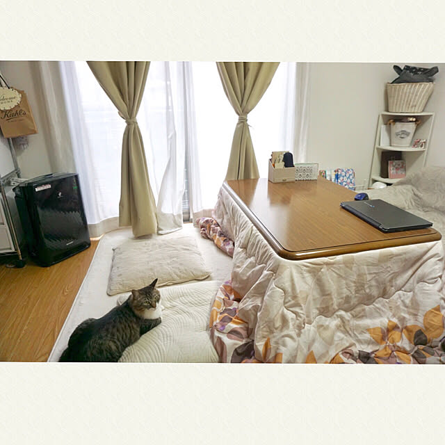 cyamiのニトリ-レースカーテン(エスパス ローズ 100X176X2) の家具・インテリア写真