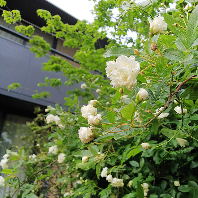 milkann_の-白花　モッコウバラ（木香薔薇）八重咲きの家具・インテリア写真