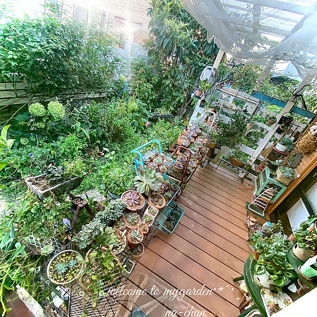 na-chanの-多肉植物エケベリア　スノーバニーの家具・インテリア写真