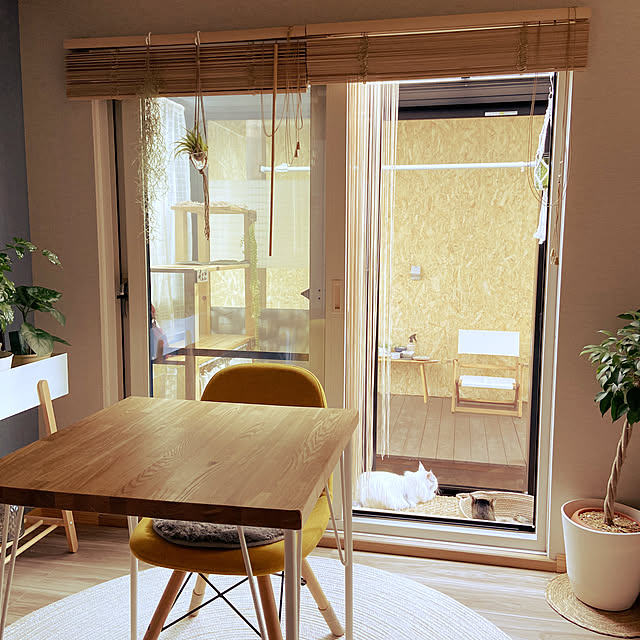miwaのニトリ-シェルチェア(K1195FW GD) の家具・インテリア写真