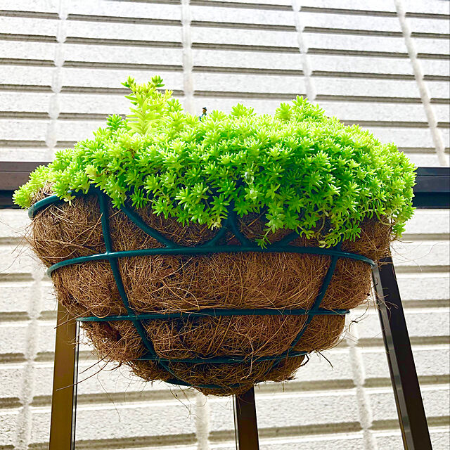 Nobbyのアイリスオーヤマ-ハンギングバスケット 吊り鉢 フックタイプ 幅25cm アイリスオーヤマの家具・インテリア写真