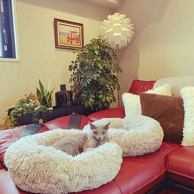 yumi.snoopのOYANTEN-猫 犬 ベッド クッション グッズ - ラウンド型 もふもふ 丸型 OYANTEN ドーナツふわふわ もこもこ ぐっすり眠る 洗える キャット 通年 猫 小型犬用 ペット用品 (50cm, ベージュ)の家具・インテリア写真