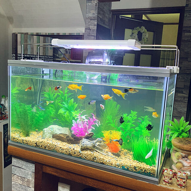 tututu0204のスペクトラム ブランズ ジャパン-テトラ (Tetra) ホワイトアクアリウム スリム 520 熱帯魚 メダカ 金魚の家具・インテリア写真