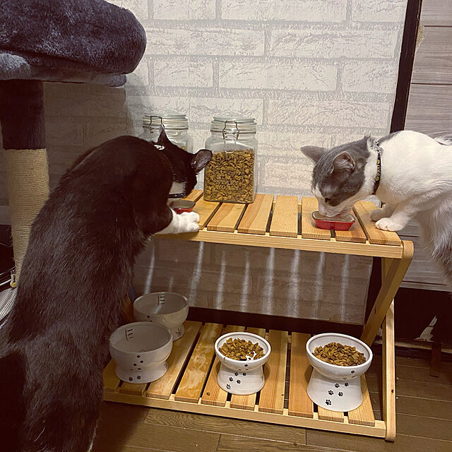 YUKA-REO-MOMOKOの-猫壱 ハッピーダイニング 脚付ウォーターボウル 猫柄 シリコン付き(1個)【猫壱】の家具・インテリア写真