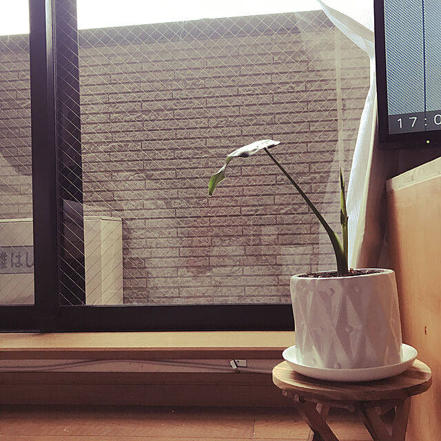 shimasanの-（観葉植物）アロカシア　ククラタ　シマクワズイモ　3号（1ポット）【HLS_DU】の家具・インテリア写真