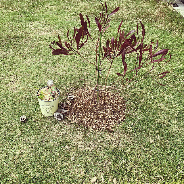 Buu--の-花木 庭木の苗/ドドナエア：ホップブッシュプルプレア3.5号ポットの家具・インテリア写真