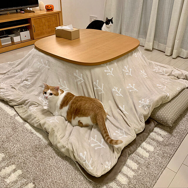 bikkeのニトリ-フロアクッション・座布団本体(ウレタン 55x59) の家具・インテリア写真