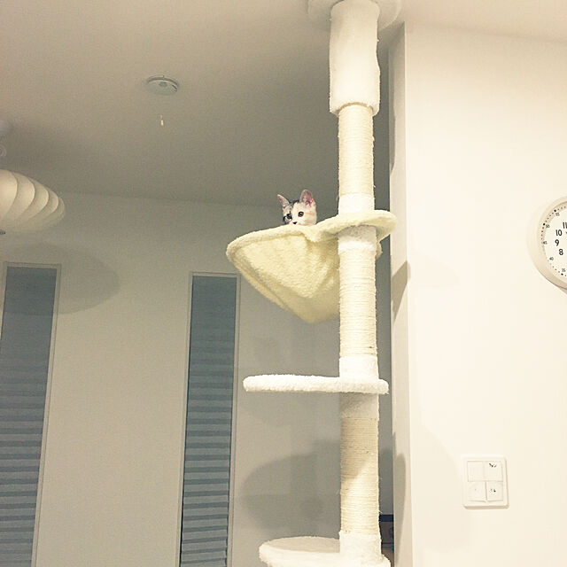 mikkumikuのえびす-Japan-【RAKU】 木登りタワー 替えハンモック 直径４０ｃｍ耐荷重UP 拡張パーツ 木登りタワー」の追加・交換用 ハンモック 猫 はんもっく キャットハンモック キャットタワーハンモック (特大ハンモック)の家具・インテリア写真