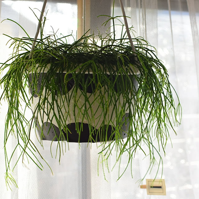 MIARAの-リプサリス エリプティカ 4号 吊り鉢 鉢植え サボテン 吊り下げ ぶら下げ ハンギングポット 送料無料 薫る花 観葉植物 おしゃれ インテリアグリーン アジアンテイスト 誕生日プレゼント 小型 ミニの家具・インテリア写真