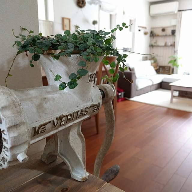 写真付きレビュー 観葉 ミニ観葉 オアシス苗 フィカス プミラ ミニマ 1苗 の通販商品 口コミ情報 Roomclipショッピング