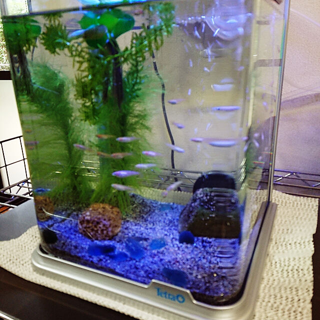 CHIa.のスペクトラム ブランズ ジャパン-テトラ (Tetra) LEDライト付 観賞魚飼育水槽セット RG-20LE 3個アソートの家具・インテリア写真