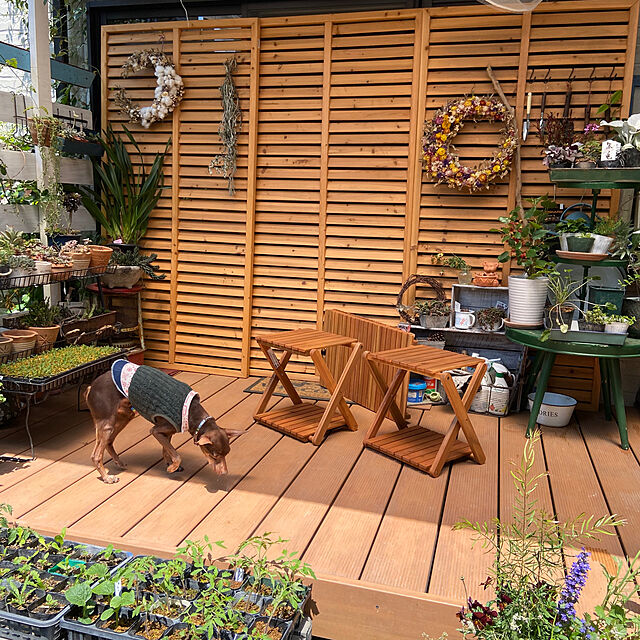 na-chanの-タキイ種苗 野菜種 トマト 桃太郎ファイト Mの家具・インテリア写真