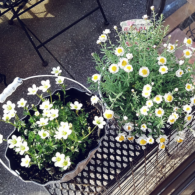 写真付きレビュー 草花の苗 花かんざし3 3 5号ポット 2株セットの通販商品 口コミ情報 Roomclipショッピング