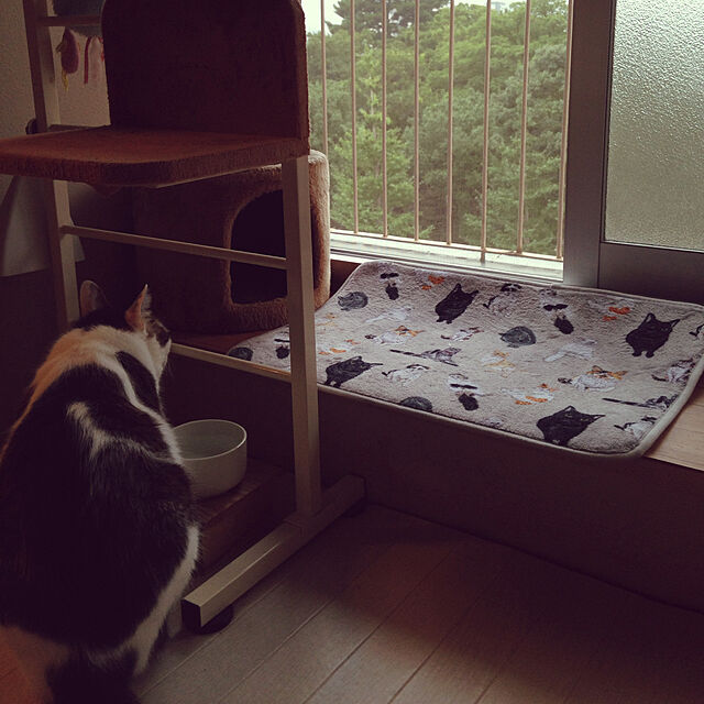 Sakiの-キャット ウォークスリム　猫用 キャットタワー ペット 用品 突っ張り式 家具 キャットツリーねこ ネコの家具・インテリア写真