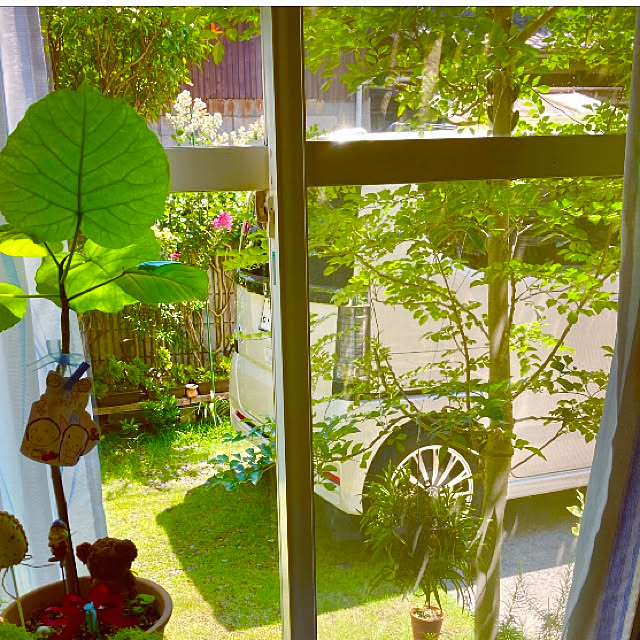 takakoの-花木 庭木の苗/サルスベリ：ウィズラブ ヴァージン5号ポットの家具・インテリア写真