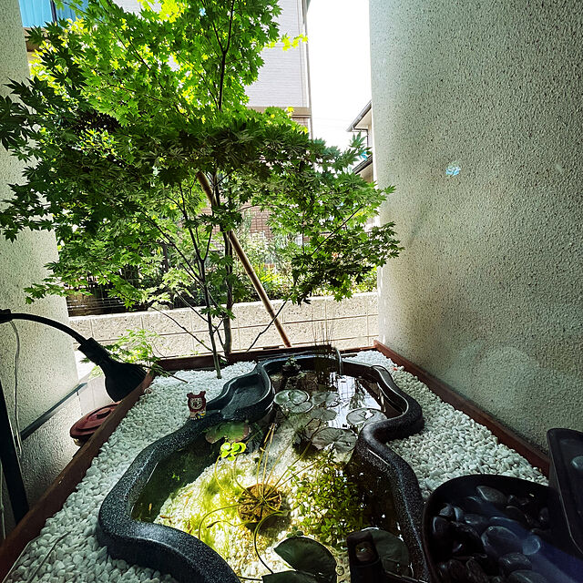 yoshikyouの株式会社チャーム-（ビオトープ）水辺植物 ミズトクサ（１ポット）（休眠株） 抽水植物の家具・インテリア写真