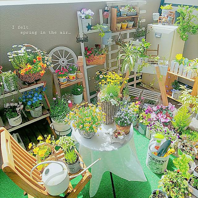 umiumiの-花かんざし 苗 ヘリクリサムローダンテ 冬 春 １株 ガーデニング 寄せ植え ドライフラワーにの家具・インテリア写真