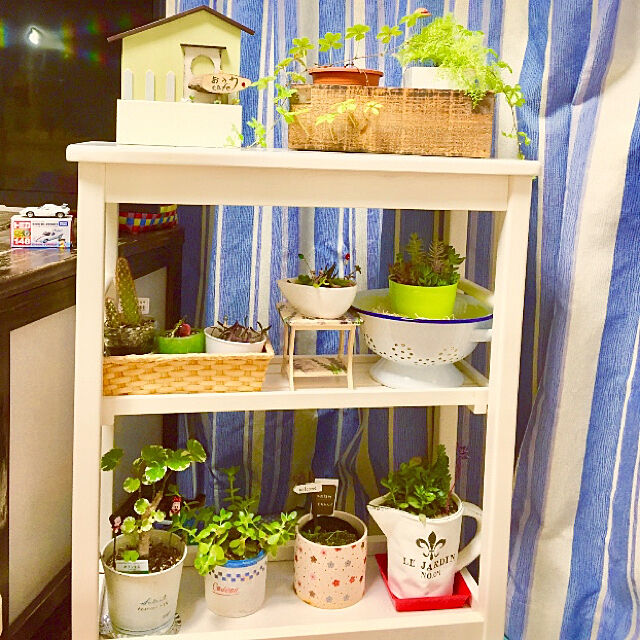 takakoの-ポリシャス マルギナータ オアシス苗 観葉植物 ハイドロカルチャー 水耕栽培 インテリアグリーンの家具・インテリア写真