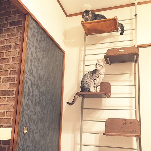 写真付きレビュー】ボンビアルコン キャットウォーク 突っ張り式