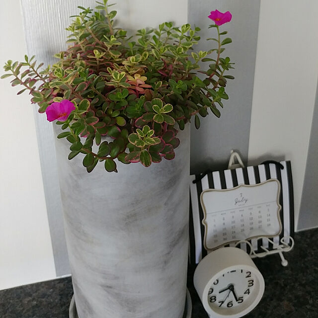 takumamaの-植木鉢 おしゃれ セメントポット MM015-230 7.5号(23cm) / 陶器鉢 白 黒 コンクリートの家具・インテリア写真