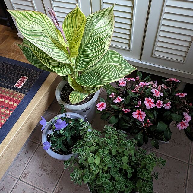 Renの-キキョウ アストラ ブルー 3号ロングポット苗 寄せ植え 花壇の家具・インテリア写真