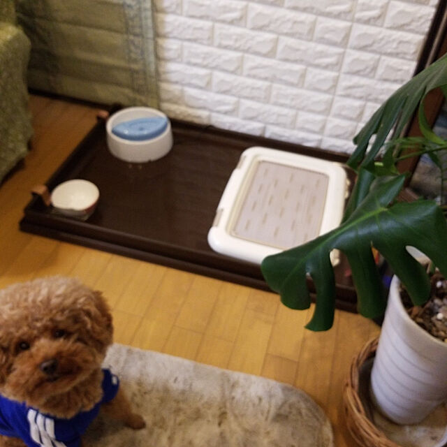 tomochiの-ジェックス ピュアクリスタル ブルーム1.8L 犬用 犬 猫 食器 給水器の家具・インテリア写真